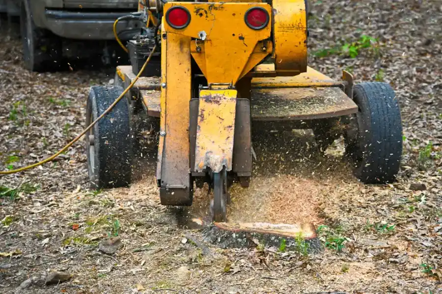 Benefits Of Hiring Professionals For Stump Grinding Services in Alamogordo NM Benefits Of Hiring Professionals For Stump Grinding Services in Alamogordo NM
