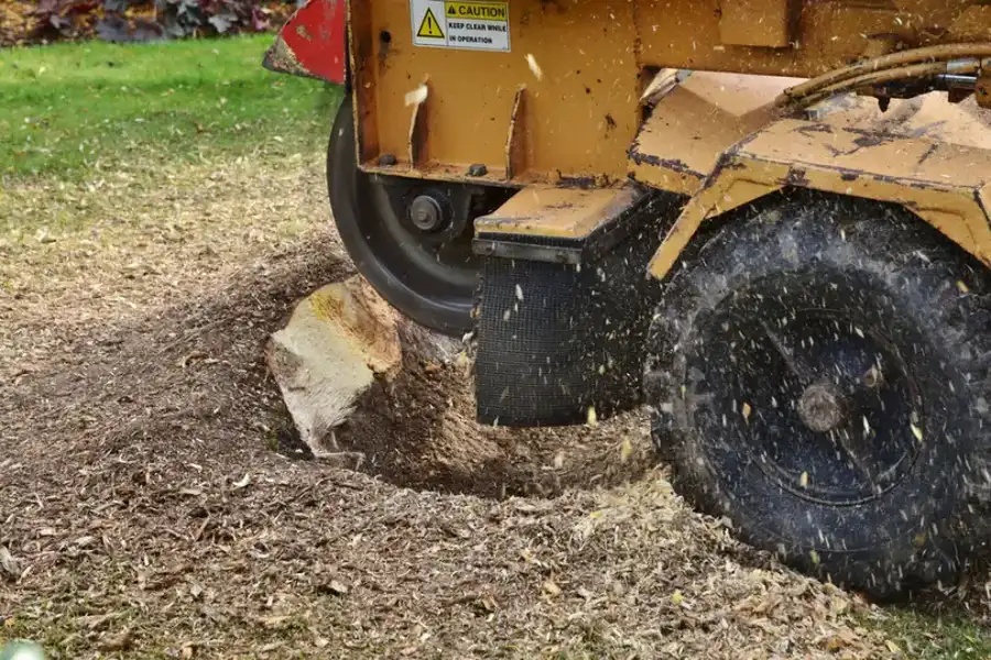 The Role Of Stump Grinding In Lawn Renovation Projects in Alamogordo NM The Role Of Stump Grinding In Lawn Renovation Projects in Alamogordo NM